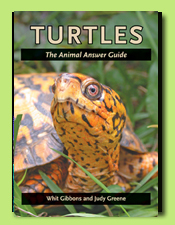 Turtles: Animal Answer Guide