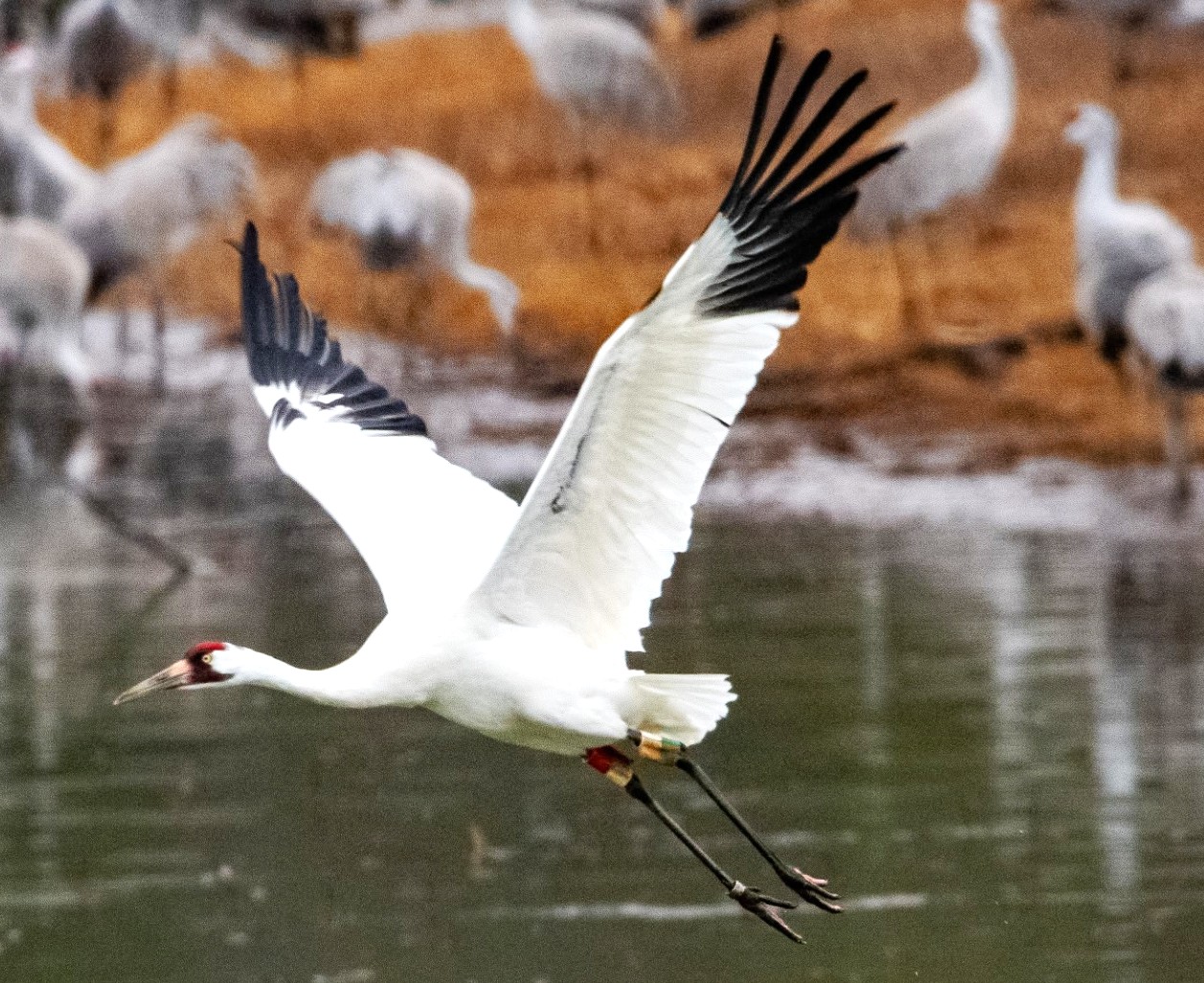 WHO ARE OUR BIGGEST BIRDS?