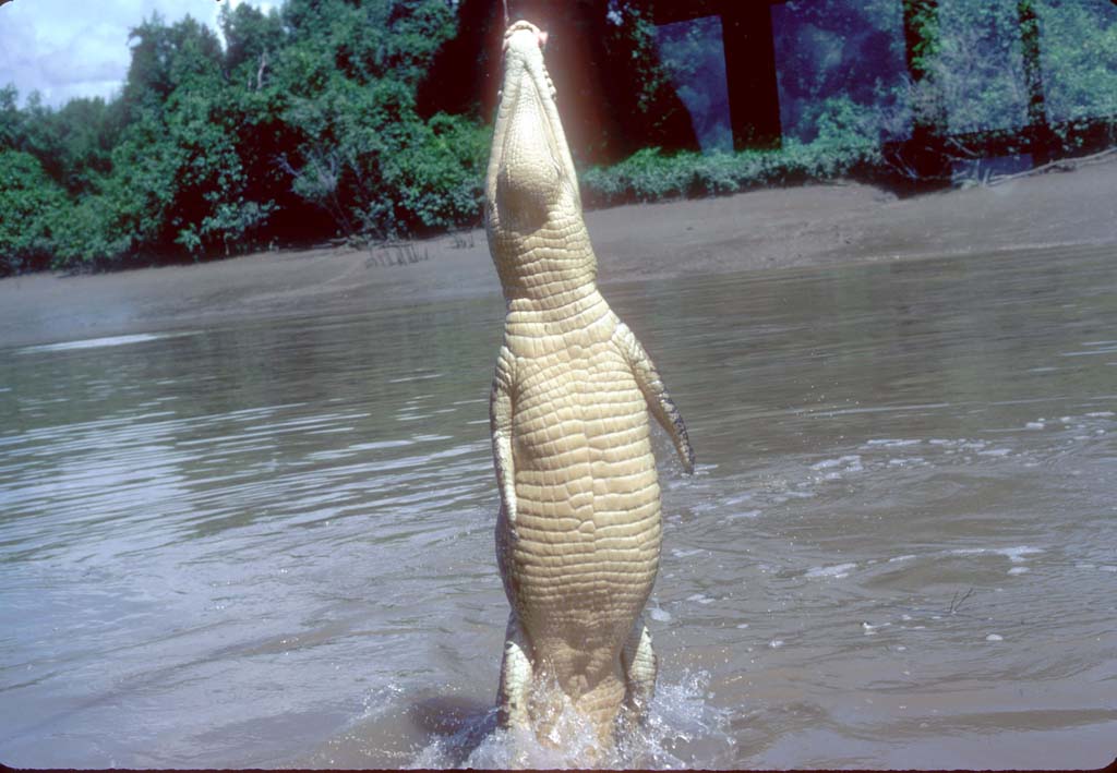 HOW HIGH CAN AN ALLIGATOR JUMP?