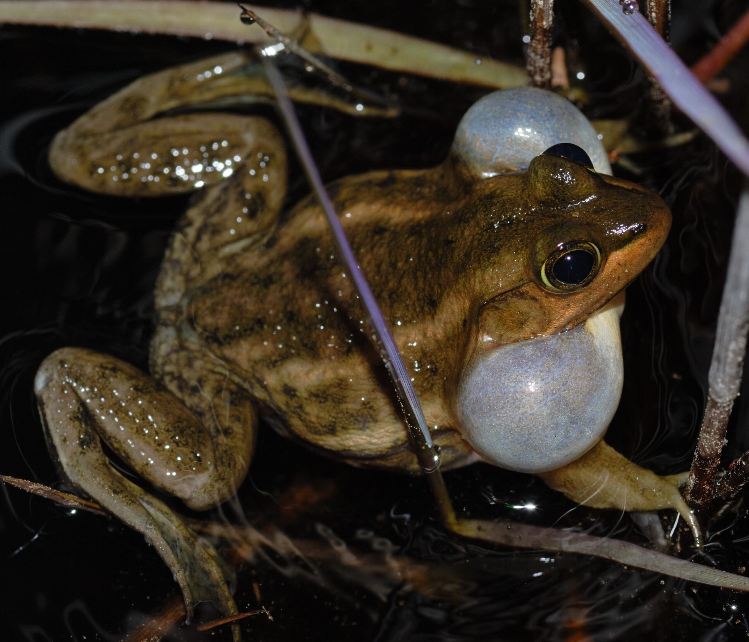 FROGS AND TOADS HAVE SPECIAL TRAITS