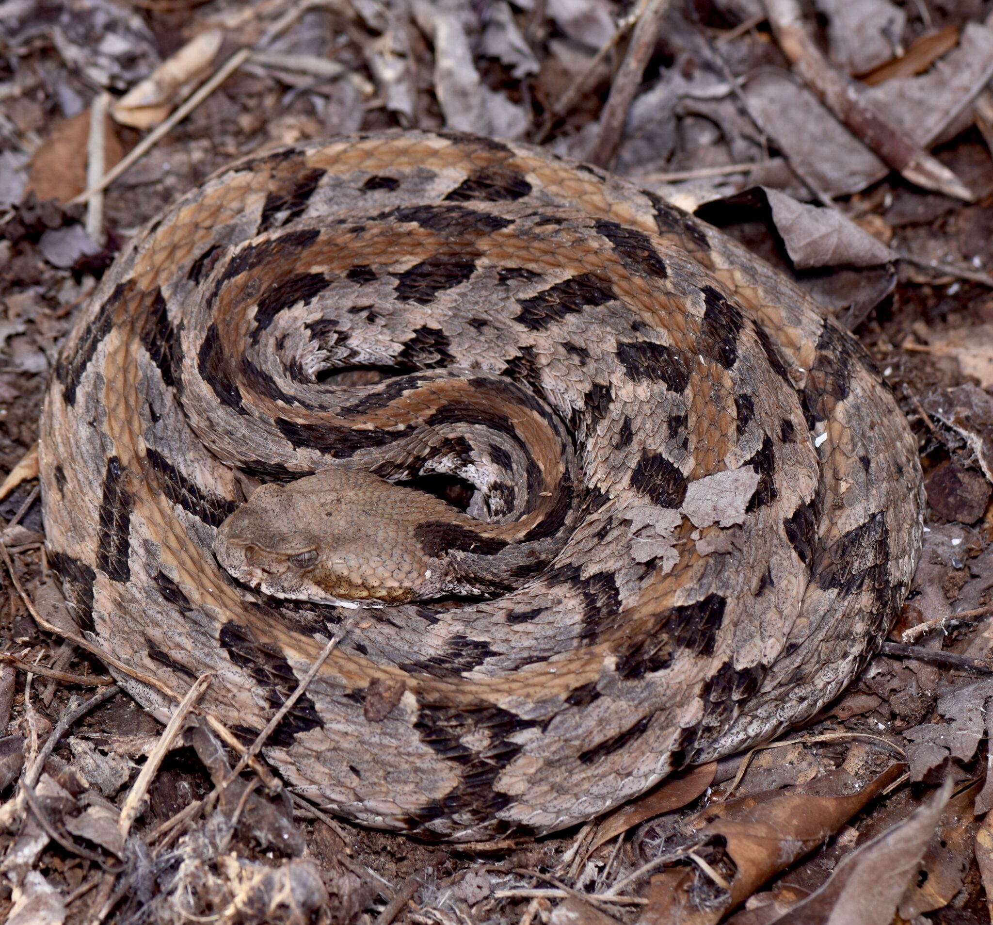 PEOPLE HAVE QUESTIONS ABOUT SNAKES AND SALAMANDERS – Whit Gibbons
