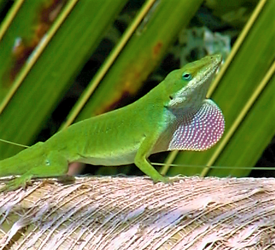 WHY DO SOME LIZARDS CHANGE COLORS?