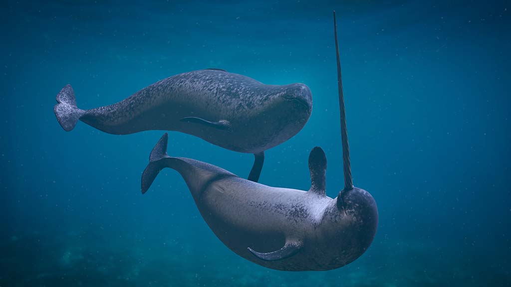 ECOLOGICAL MYSTERIES SWIRL AROUND NARWHALS