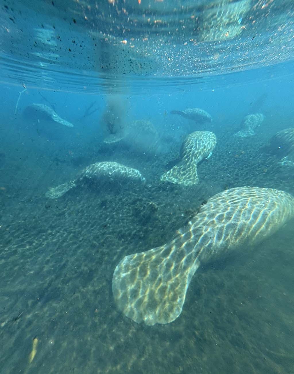 WERE THE ORIGINAL MERMAIDS MANATEES?