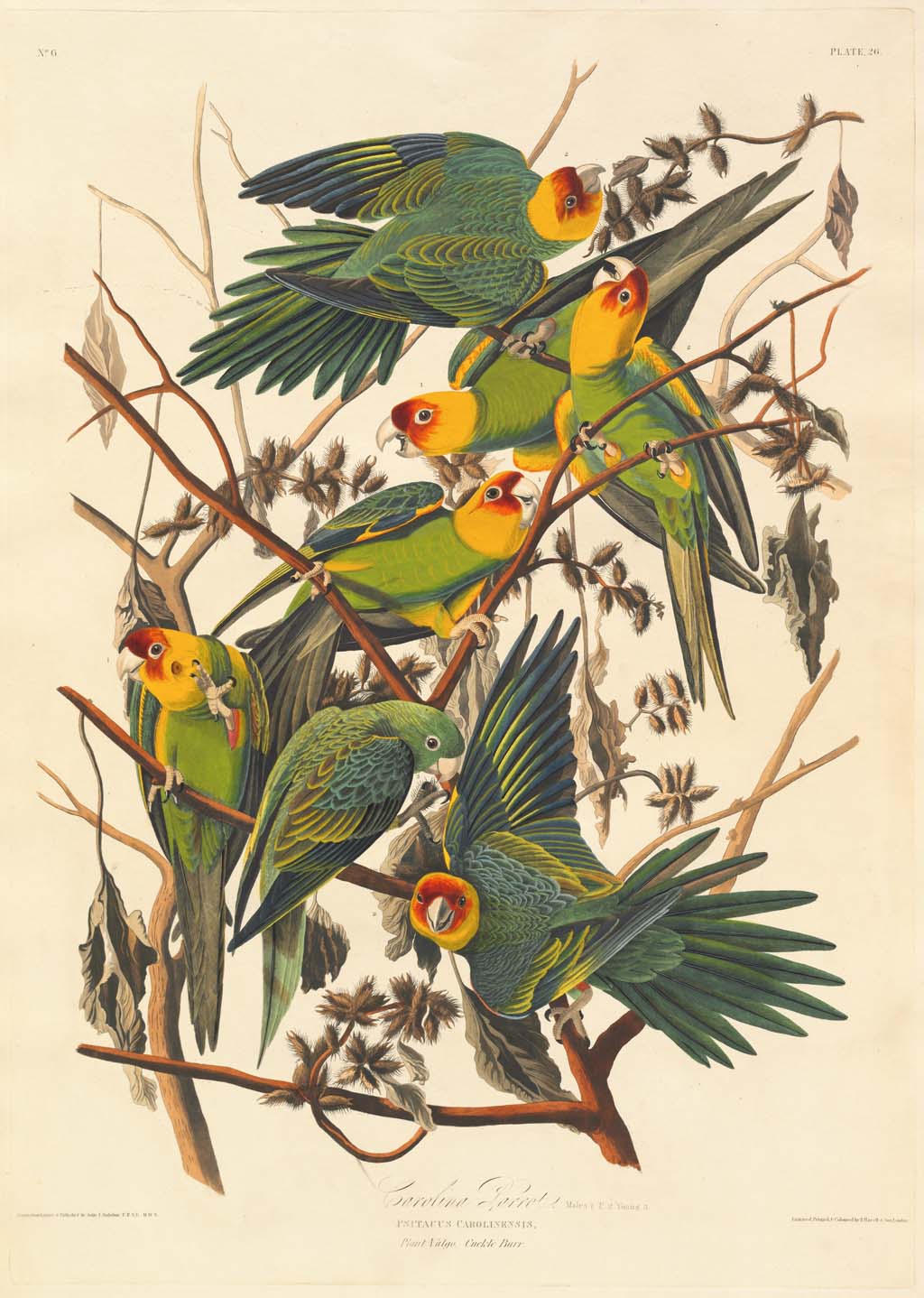 WHAT HAPPENED TO THE CAROLINA PARAKEET?