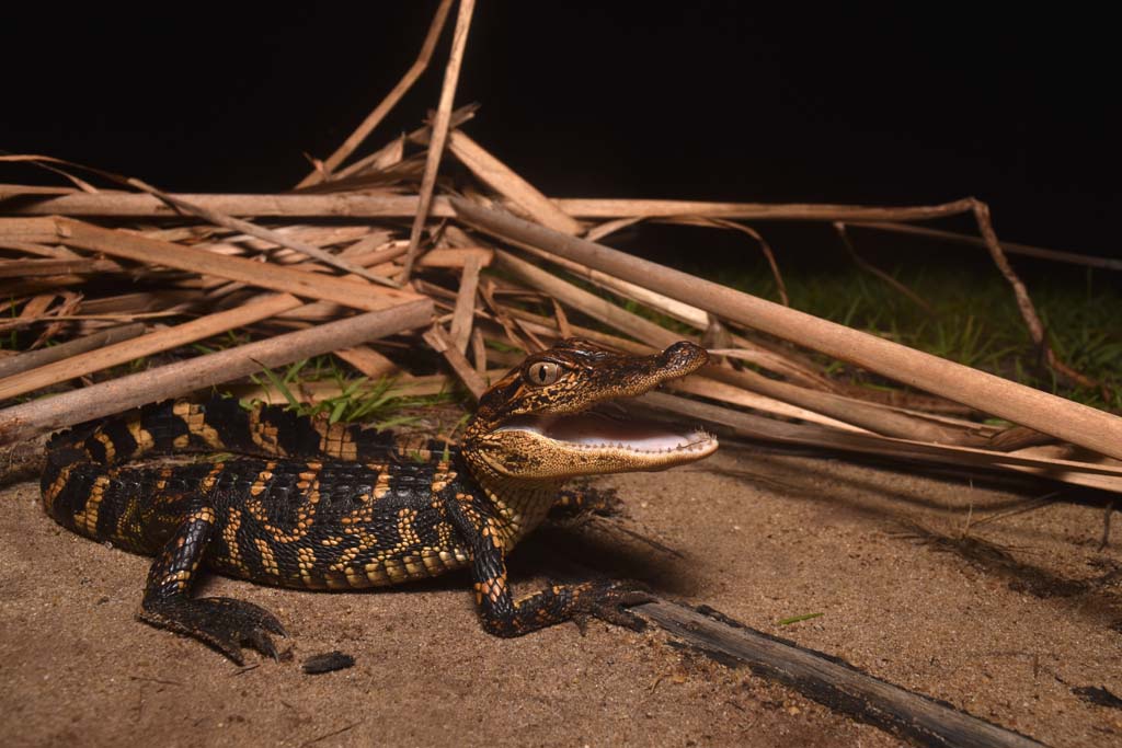 PARENTAL CARE VARIES WORLDWIDE