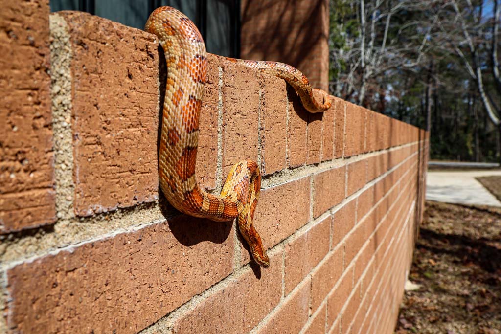 SNAKES ARE COMING OUT ALL OVER