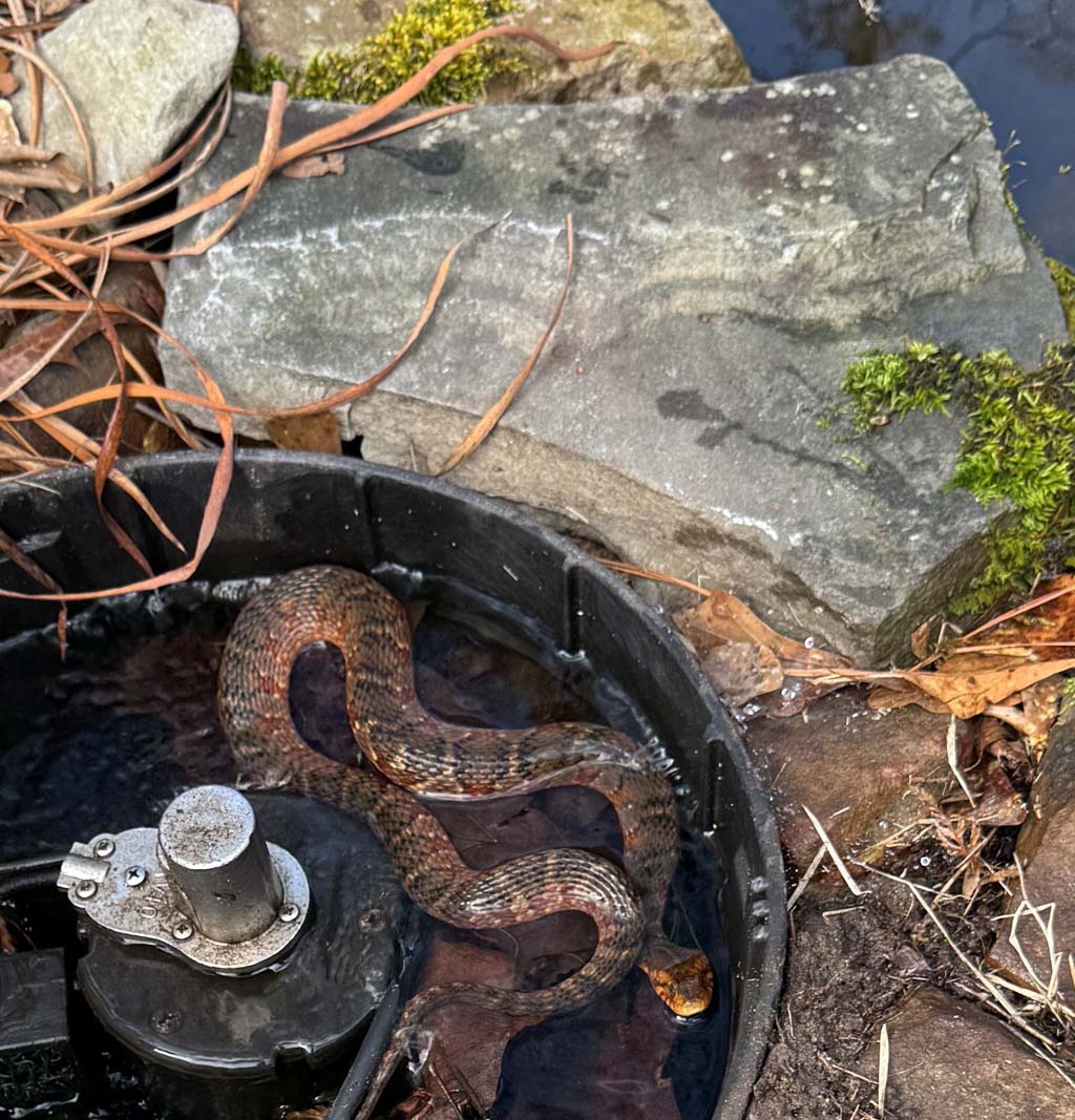 WHAT SNAKES LIVE AROUND YOUR HOUSE?