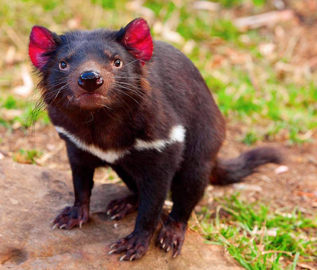 TASMANIAN DEVILS DON’T RESEMBLE CARTOON CRITTER